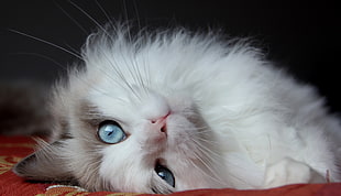 white cat on red textile HD wallpaper