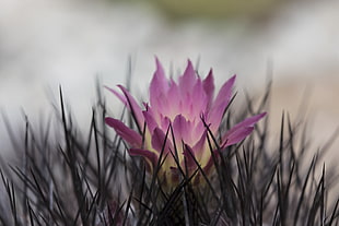 focus photo of purple petaled flower