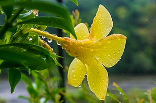 selective focus of yellow petaled flower with water drop, allamanda HD wallpaper