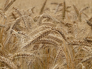 photo of wheat during daytime HD wallpaper