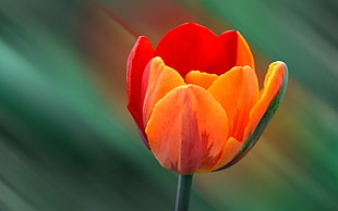 orange and red tulip flower, macro, flowers, orange flowers, tulips HD wallpaper