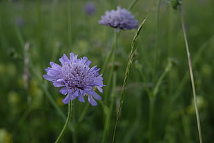 close-up photo of purple cluster flower