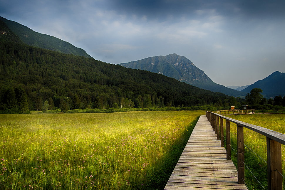 brown wooden trail in middle of grass field HD wallpaper