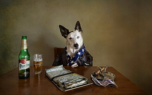 short-coated white and black dog, animals, dog, beer HD wallpaper