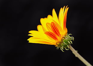 yellow petaled flower against black background, daisy HD wallpaper