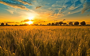 barley field during golden hour HD wallpaper