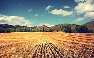 brown plant field near green tree line landscape photography, landscape, field, summer, nature