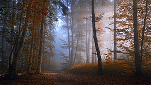 brown leafed trees, nature, landscape, forest, fall