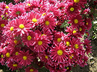 pink and yellow flowers