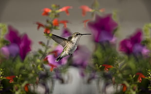 humming bird and petaled flowers HD wallpaper
