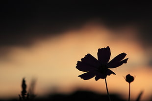 silhouette of petaled flower during nighttime HD wallpaper