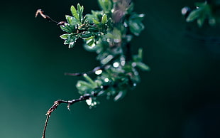 green leaves in tilt shift lens photography