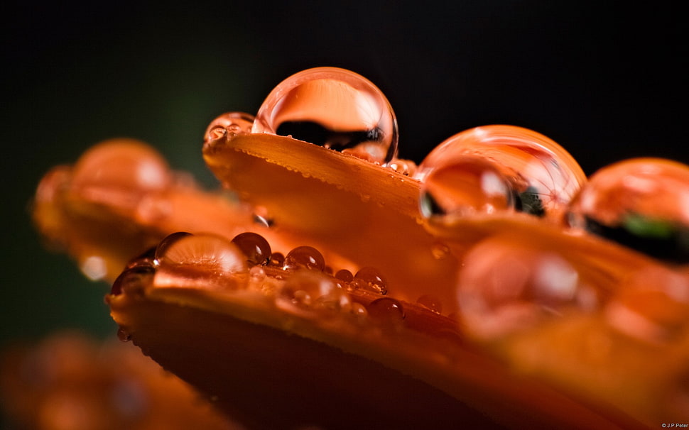 macro photography of water dew HD wallpaper