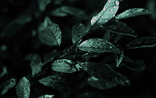 water droplets on green leaves, nature, flowers, water drops, leaves