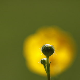 close up photography of green plant HD wallpaper