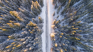 cold, snow, wood, bird's eye view