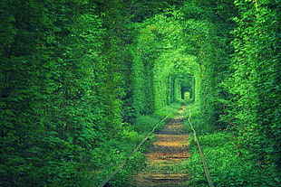 green leafed plants beside railroad track HD wallpaper