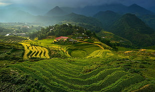 rice terraces, landscape, Vietnam, terraced field HD wallpaper