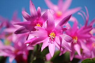 pink cluster flowers selective focus photography