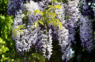 white-and-purple Wisteria flowers in bloom at daytime HD wallpaper
