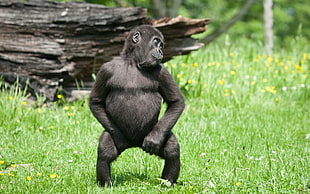black monkey standing on green grass