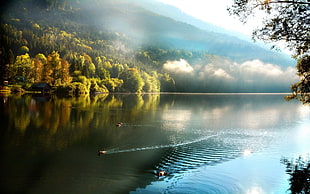 body of water, fall, lake, nature, trees HD wallpaper