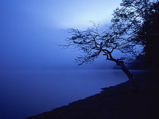 silhouette of black tree during night HD wallpaper