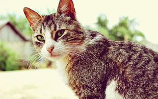 still life photo of brown tabby cat HD wallpaper