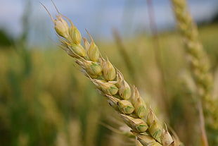 close up view of green and yellow grass