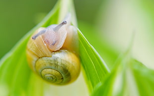 yellow and green Snail on green leaf HD wallpaper