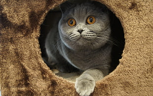 short-fur gray cat inside brown cat condo HD wallpaper