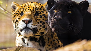 black panther, animals, big cats, jaguars, panthers HD wallpaper