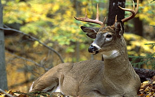 brown reindeer on forest during daytime