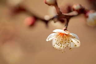 white Cherry Blossom flower HD wallpaper