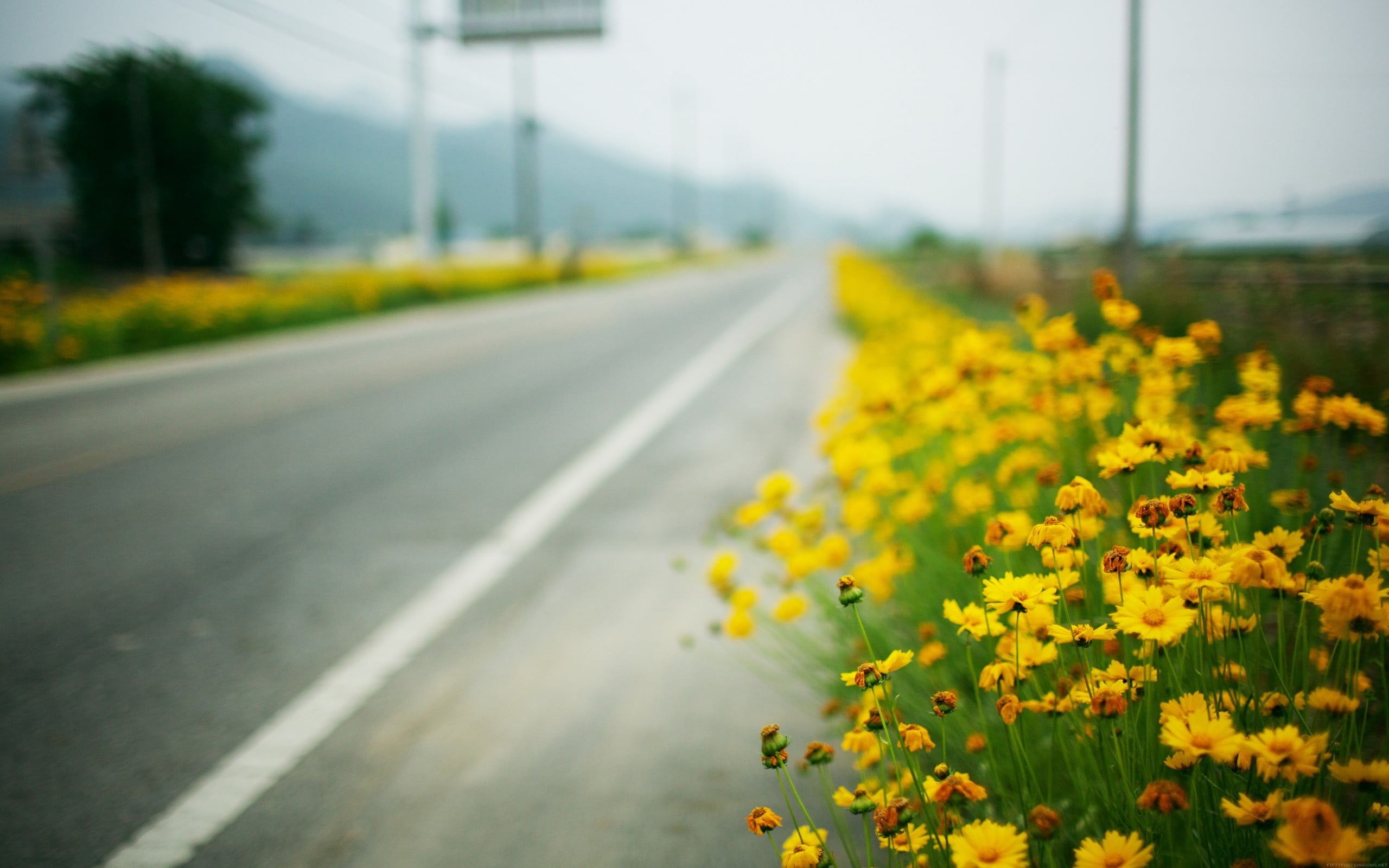 Green and yellow floral textile, landscape, flowers, road, depth of field  HD wallpaper | Wallpaper Flare