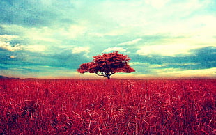 red grass, trees, red, sky, horizon HD wallpaper