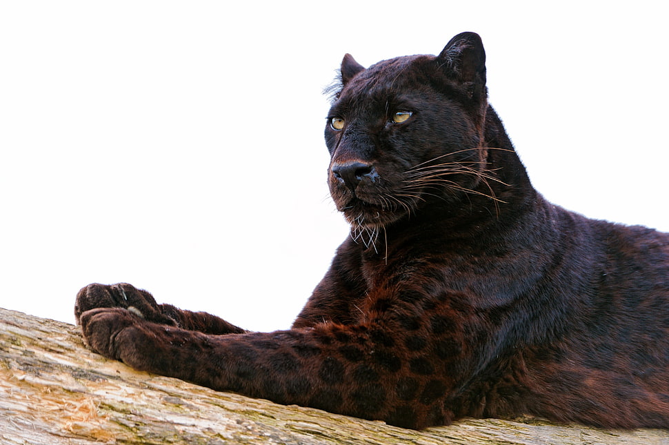 Black Panther lying on brown tree HD wallpaper | Wallpaper Flare