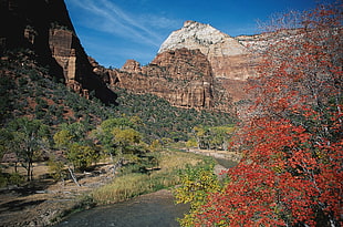 photo of green trees, orange leaves trees, and brown mountains during daytime