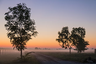 green trees