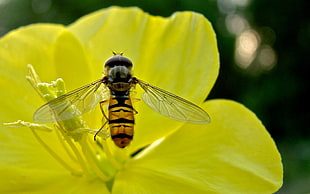 close-up photography of Hoverfly perching on yellow petalled flower during daytime HD wallpaper