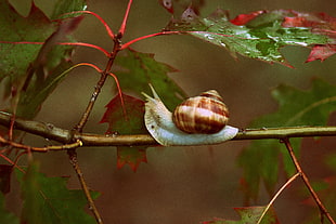 shallow focus photo of brown snail on branch HD wallpaper