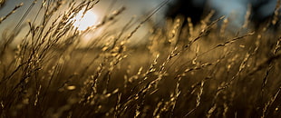 brown wheat, sunset, nature, grass, Sun HD wallpaper