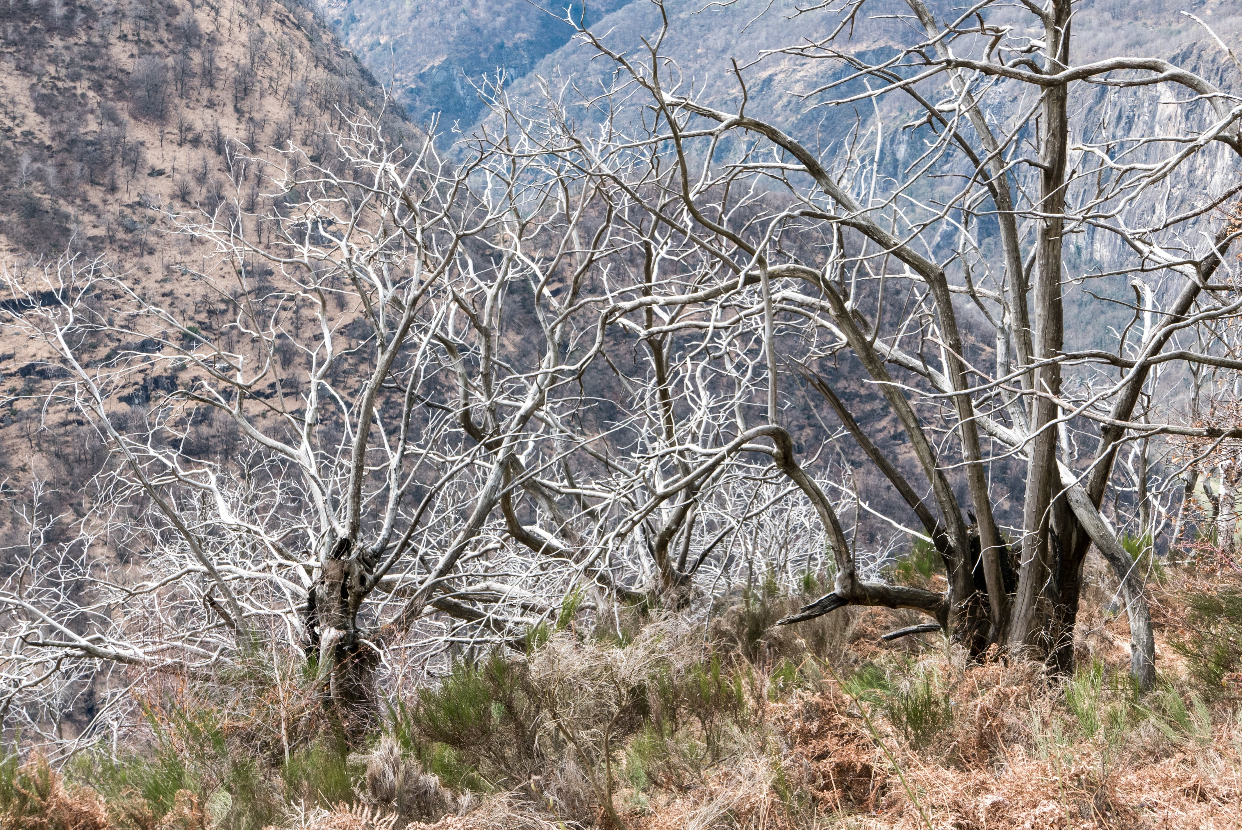 brown bare trees, Trees, Branches, Bushes