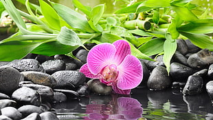pink moth orchid, orchids, stones, flowers, reflection HD wallpaper