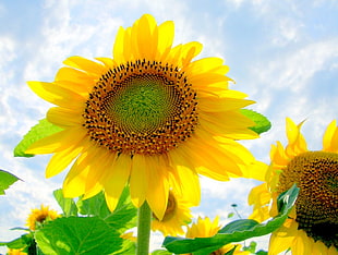 closeup photo of Sunflower