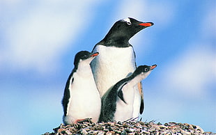 three black penguins HD wallpaper