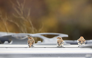 three brown bird on white table, snow buntings HD wallpaper