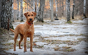 adult tan Irish Terrier standing on forest during daytime HD wallpaper