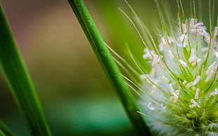 macro photography of cluster white petaled flower