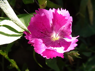 pink petaled flower closeup photography